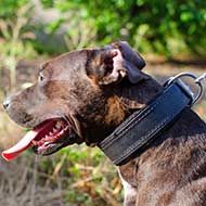 Felt Padded Leather Pitbull Collar for Attack Training