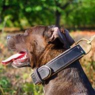 Nice Leather Pitbull Collar Padded with Nappa Leather