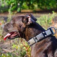 Vintage Wide Leather Pitbull Collar for Walking in Beauty