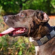 Leather Pitbull Collar with Vintage Silver-Colored Plates