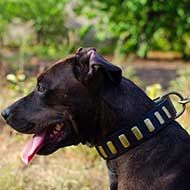 Wide Leather Pitbull Collar with Brass Plates for Walking