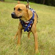 Training Leather Pitbull Harness Painted in American Flag