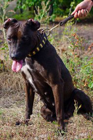 Traffic Leather Pitbull Leash with Handle