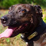 All-Weather Nylon Pitbull Collar with with Name Tag (Identification Tag)