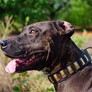 Luxury Pitbull Collar with Gold-Colored Brass Plates