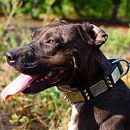 Stylish Leather Pitbull Collar with Spikes and Plates