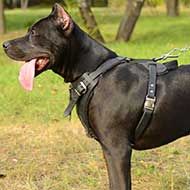 Padded Leather Pitbull Harness for Attack / Agitation Training