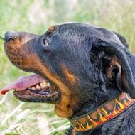 "Hot" Flames Painted Leather Rottweiler Collar for Walking and Training