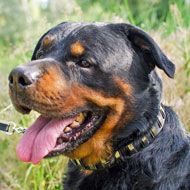 Gorgeous Leather Rottweiler Collar with Vertical Nickel Plates