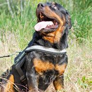 All Weather Padded Nylon Rottweiler Harness for K-9 Work
