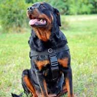 Multipurpose Nylon Rottweiler Harness for Pulling, Tracking, Training, Walking and Sporting